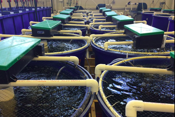 用于養(yǎng)殖場污水處理的新工藝,預(yù)計可降低28%運(yùn)營成本01 用于養(yǎng)殖場污水處理的新工藝,預(yù)計可降低28%運(yùn)營成本01