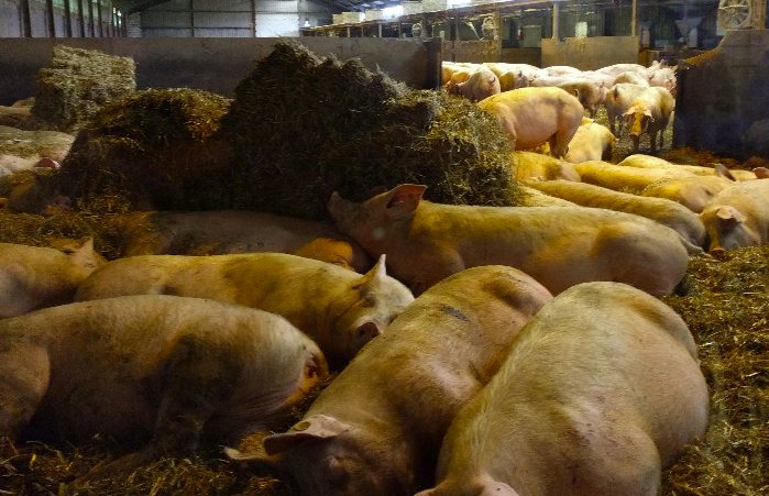 養豬場污水處理方法有哪些？選對工藝成本低效果好！