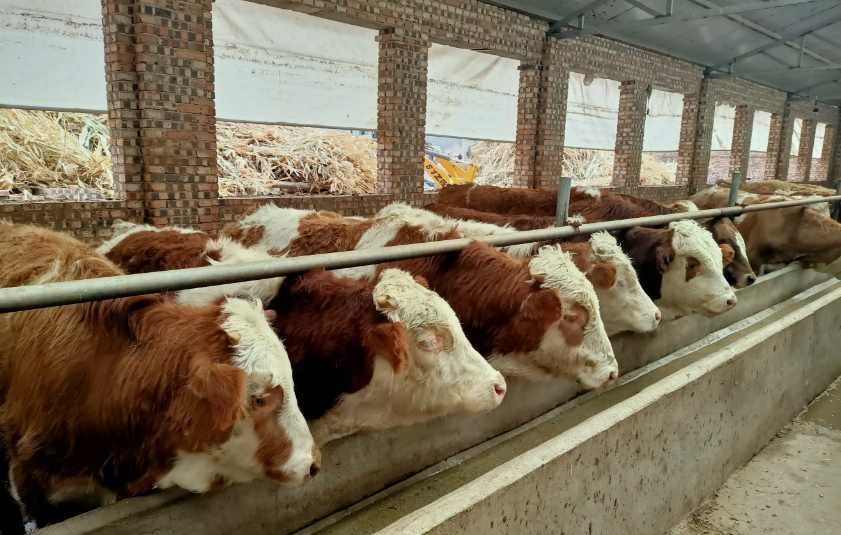 養牛場污水處理設備需要多少錢，價格？