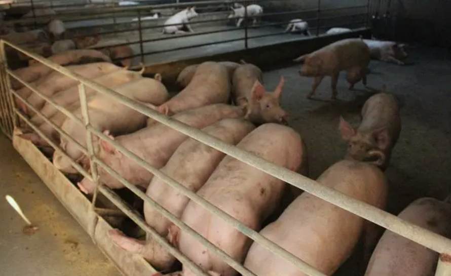 養(yǎng)豬場(chǎng)污水處理方法有哪些(養(yǎng)豬污水變清水最快方法) 養(yǎng)豬場(chǎng)污水處理方法有哪些(養(yǎng)豬污水變清水最快方法)