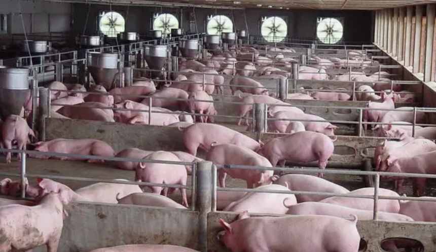 養(yǎng)豬場污水處理設(shè)備一套要多少錢費(fèi)用(養(yǎng)豬場污水處理設(shè)備貴不貴) 養(yǎng)豬場污水處理設(shè)備一套要多少錢費(fèi)用(養(yǎng)豬場污水處理設(shè)備貴不貴)