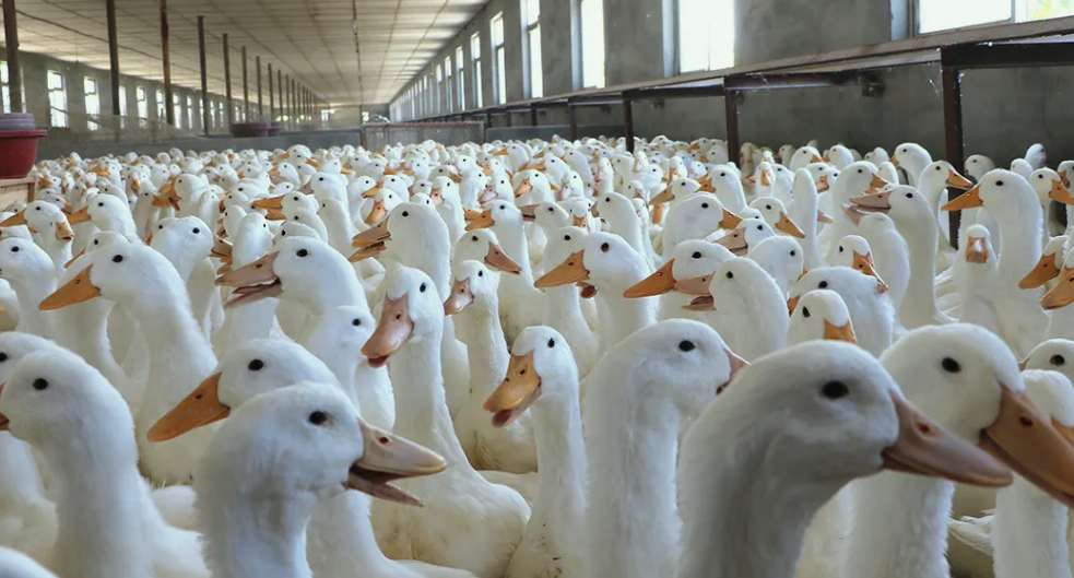 殺鴨廠污水處理工藝流程圖(鴨廠污水怎么處理) 殺鴨廠污水處理工藝流程圖(鴨廠污水怎么處理)